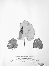 Puccinia poarum image